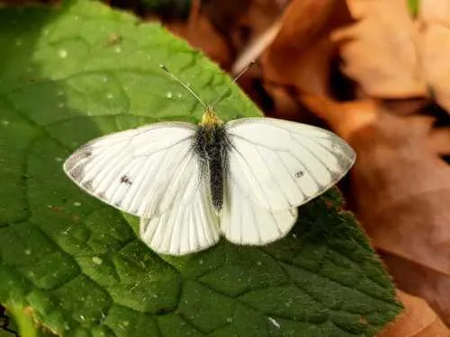 Green-veined White - photo 5