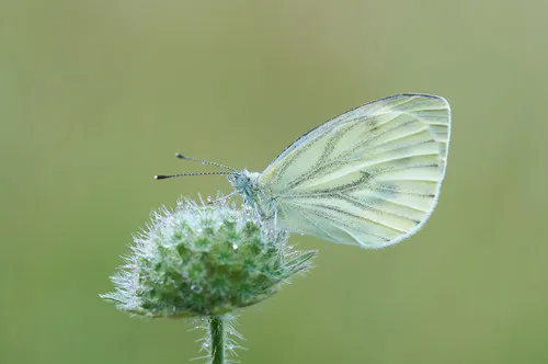 Green-veined White - photo 6