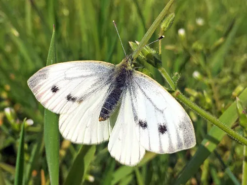 Green-veined White - photo 7