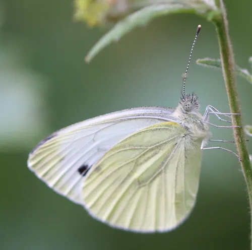 Green-veined White - photo 8