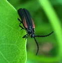 Greenarus thoracicus - photo 3