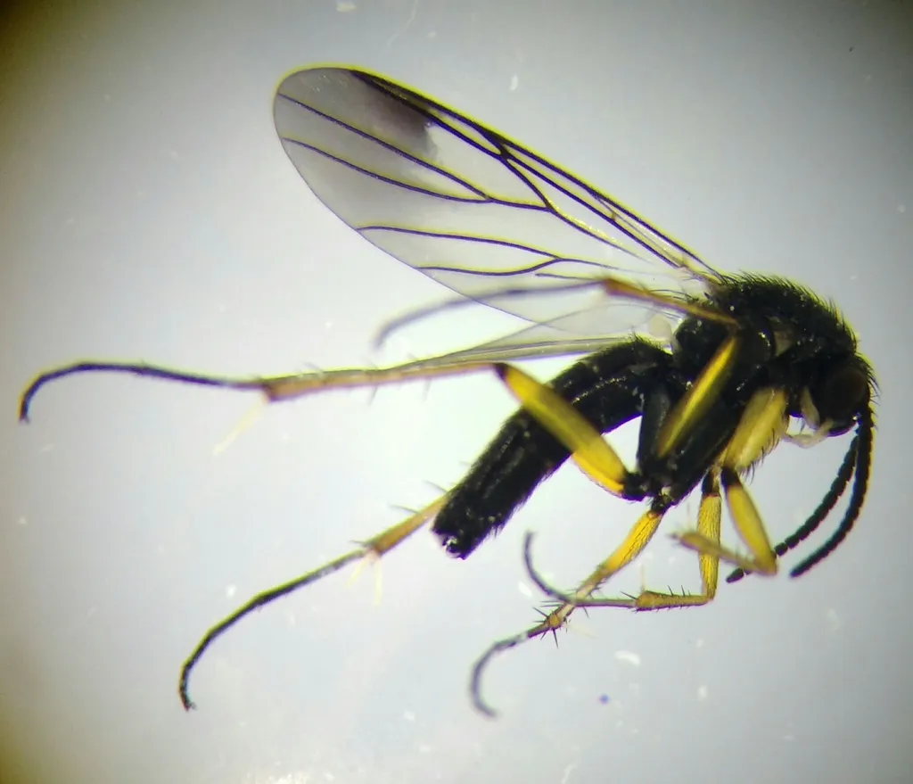 Greenomyia mongolica - photo 2