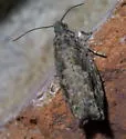 Pecan Bud Moth - Hodges#3263