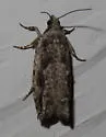 Pecan Bud Moth - Hodges#3263 - photo 2