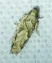 Pecan Bud Moth - Hodges#3263 - photo 3