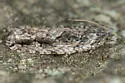Pecan Bud Moth - Hodges#3263 - photo 4