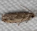 Pecan Bud Moth - Hodges#3263 - photo 5