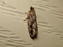 Gretchena concitatricana - Hodges#3268