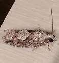 Gretchena concitatricana - Hodges#3268 - photo 3