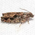 Gretchena concitatricana - Hodges#3268 - photo 4