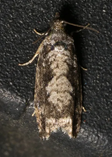 Gretchena concubitana - Hodges#3260