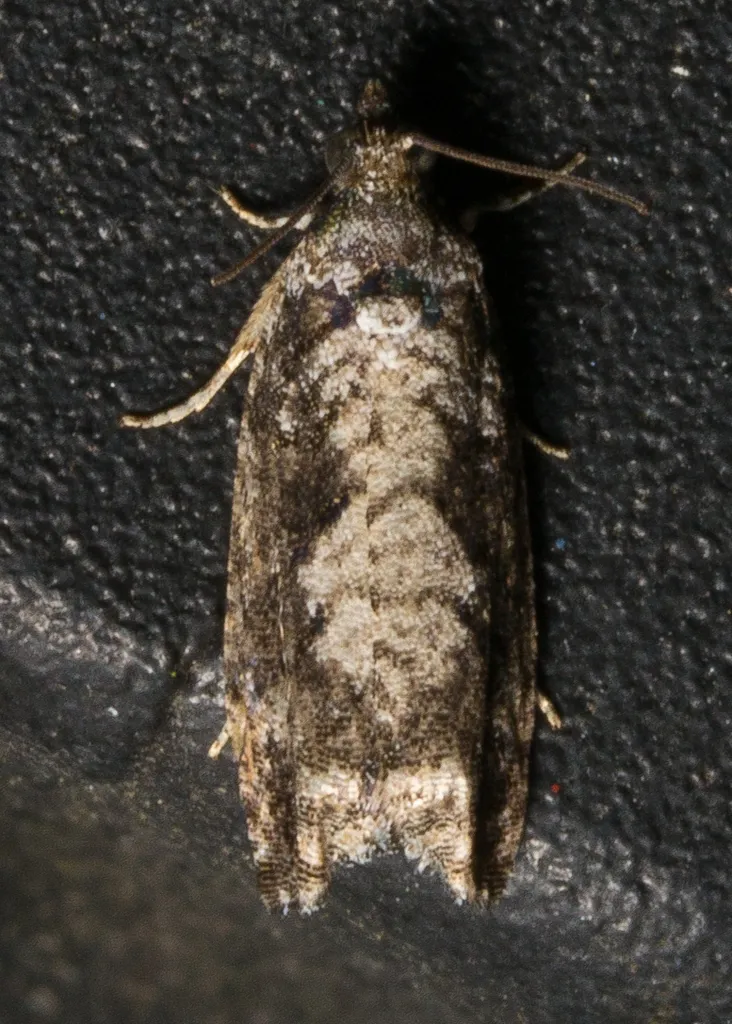Gretchena concubitana - Hodges#3260 - photo 2