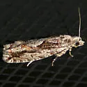 Ironwood Fruitworm Moth - Hodges#3265