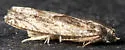 Ironwood Fruitworm Moth - Hodges#3265 - photo 4