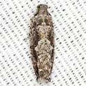 Arrowhead Moth - Hodges#3259