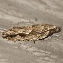 Arrowhead Moth - Hodges#3259 - photo 2