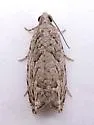 Arrowhead Moth - Hodges#3259 - photo 4