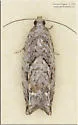 Arrowhead Moth - Hodges#3259 - photo 5