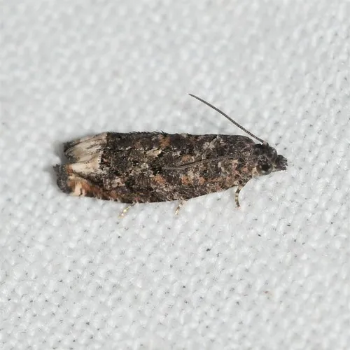 Gretchena dulciana - Hodges#3262