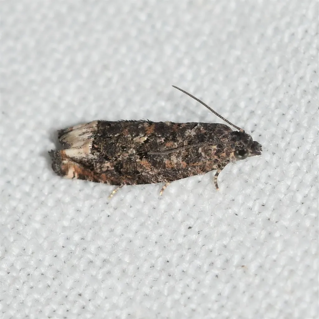 Gretchena dulciana - Hodges#3262 - photo 2