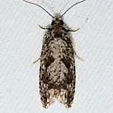 Gretchena watchungana - Hodges#3261 - photo 5