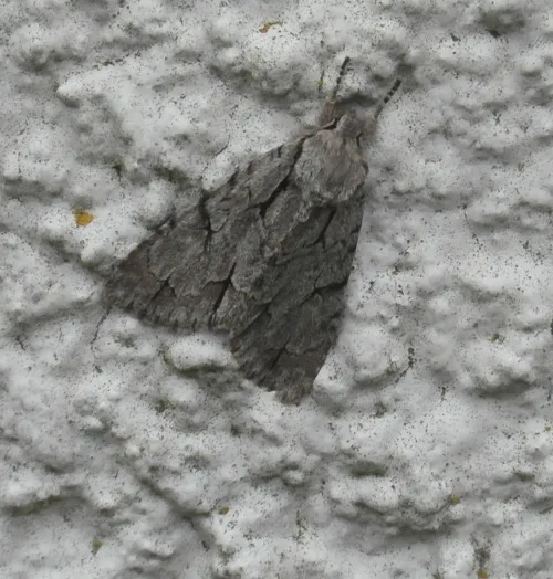 Grey Dagger - photo 5