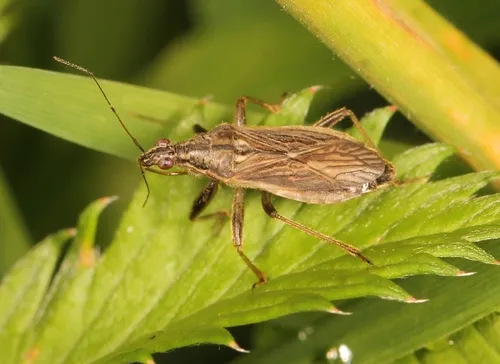 Grey Damsel Bug