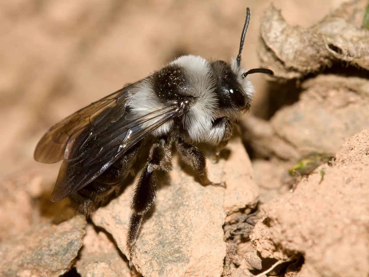 Grey Mining Bee - photo 3