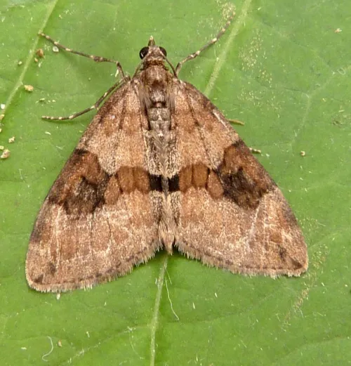 Grey Pine Carpet