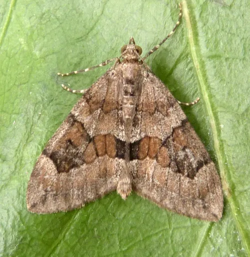 Grey Pine Carpet - photo 2