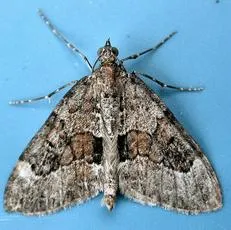 Grey Pine Carpet - photo 3