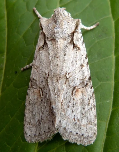 Grey Shoulder-knot - photo 3