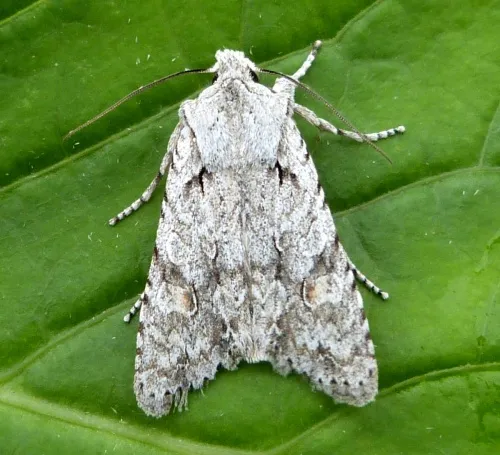 Grey Shoulder-knot - photo 4