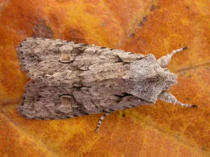 Grey Shoulder-knot - photo 5