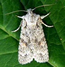 Grey Shoulder-knot - photo 6