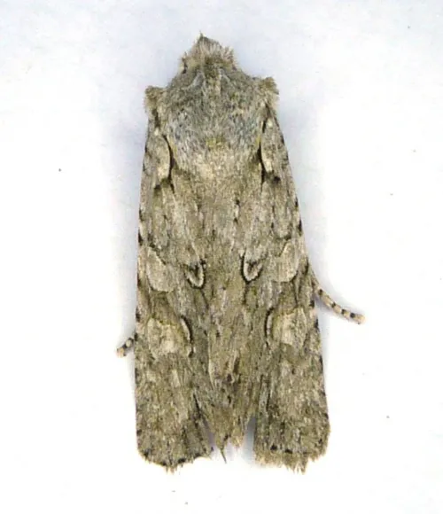 Grey Shoulder-knot - photo 7