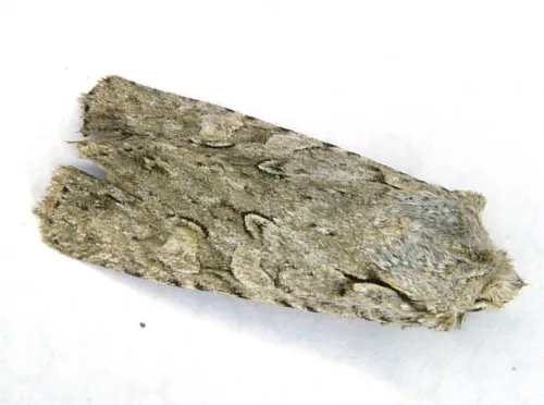 Grey Shoulder-knot - photo 8