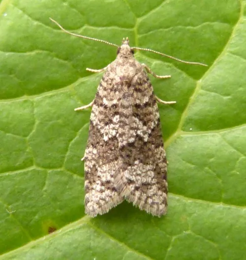 Grey Tortrix - photo 2