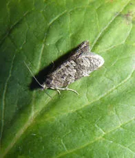 Grey Tortrix - photo 3