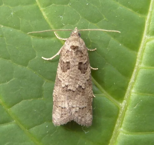 Grey Tortrix - photo 4