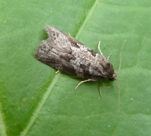 Grey Tortrix - photo 5