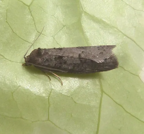 Grey Tortrix - photo 6
