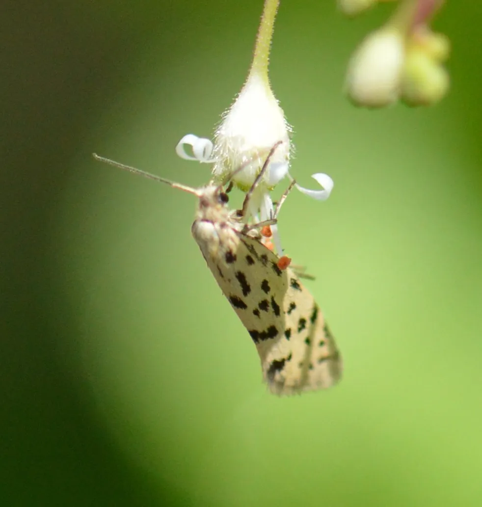Greya piperella - Hodges#0189.1 - photo 2