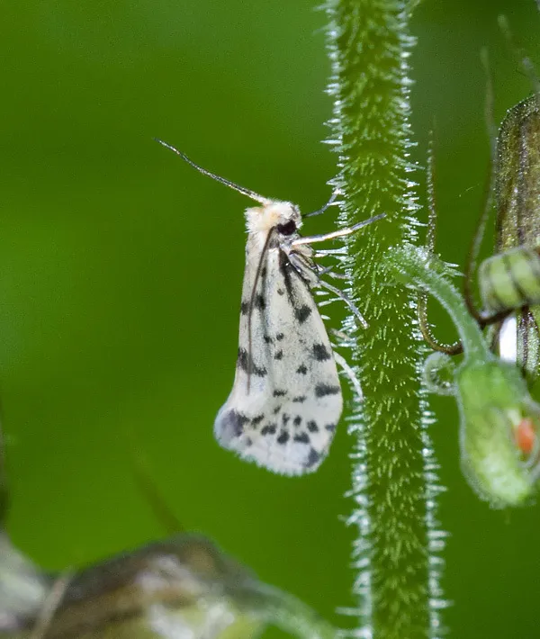 Greya punctiferella - Hodges#0189