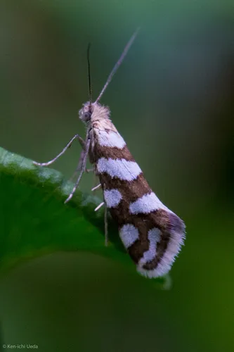 Greya reticulatus - Hodges#0193