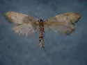 Greya suffusca - Hodges#0192.1