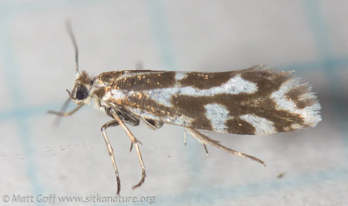 Greya variabilis - Hodges#0194.2