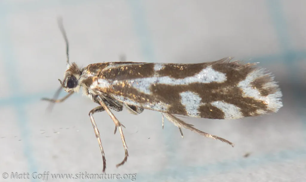 Greya variabilis - Hodges#0194.2 - photo 2