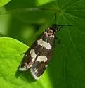 Greya variata - Hodges#0190