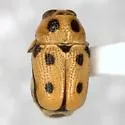 Griburius equestris